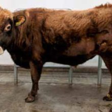 Óberon 17046. Mynd: NBÍ