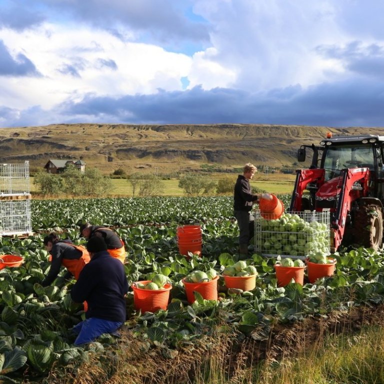 Rekstrargreining garðyrkju