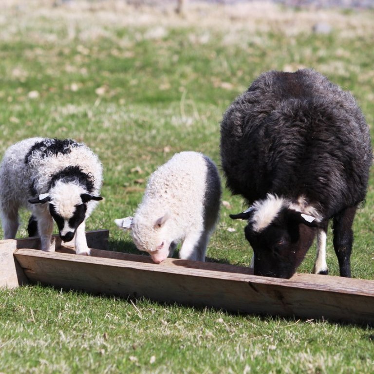 Niðurstöður skýrsluhalds í sauðfjárrækt árið 2023