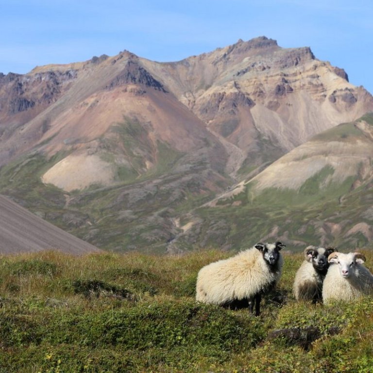Streymt verður frá fagfundi og afmælisráðstefnu Hestbúsins