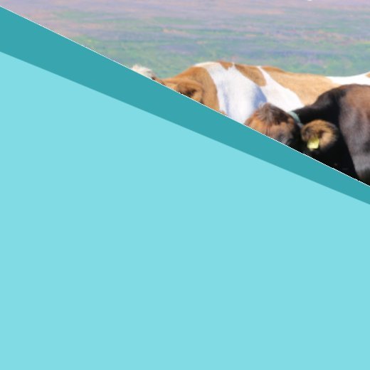 Minnum á fagfund nautgriparæktarinnar 11. apríl