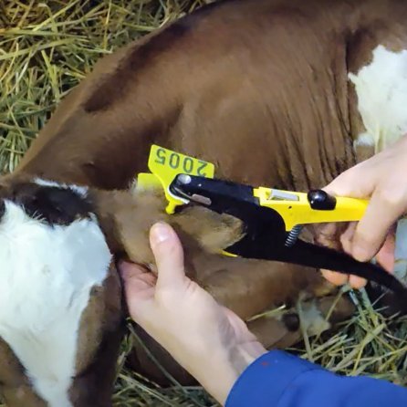 Fjöldi arfgreindra nautgripa kominn yfir 30 þús.