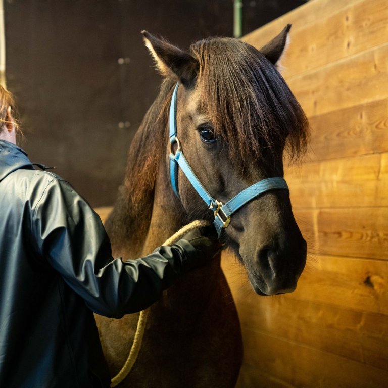 Hollaröð yfirlitssýningar í Víðidal 7. júní