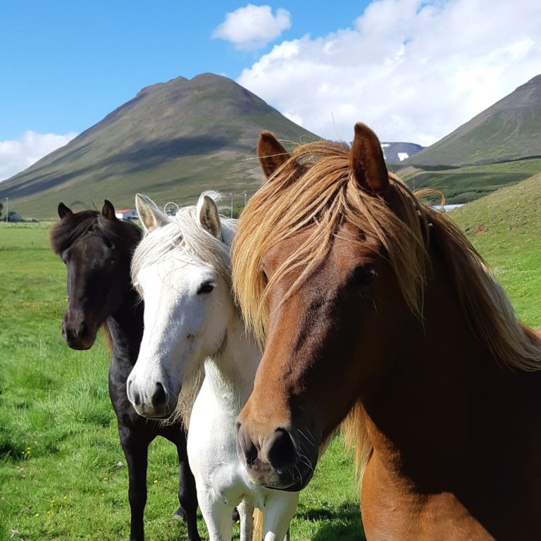 Yfirlitssýning á Selfossi 13. júní