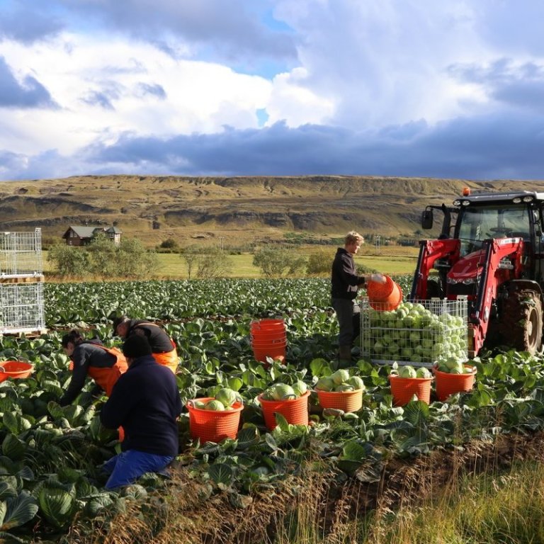 Jarðræktarstyrkur í garðyrkju – Umsóknarfrestur rennur út 15. ágúst.