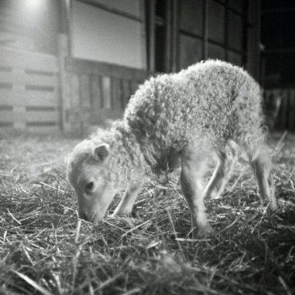 Niðurstöður skýrsluhalds sauðfjár 2024