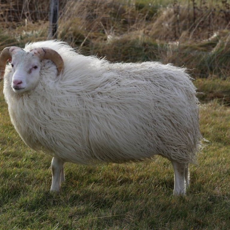 Tilboð á þokugensgreiningum