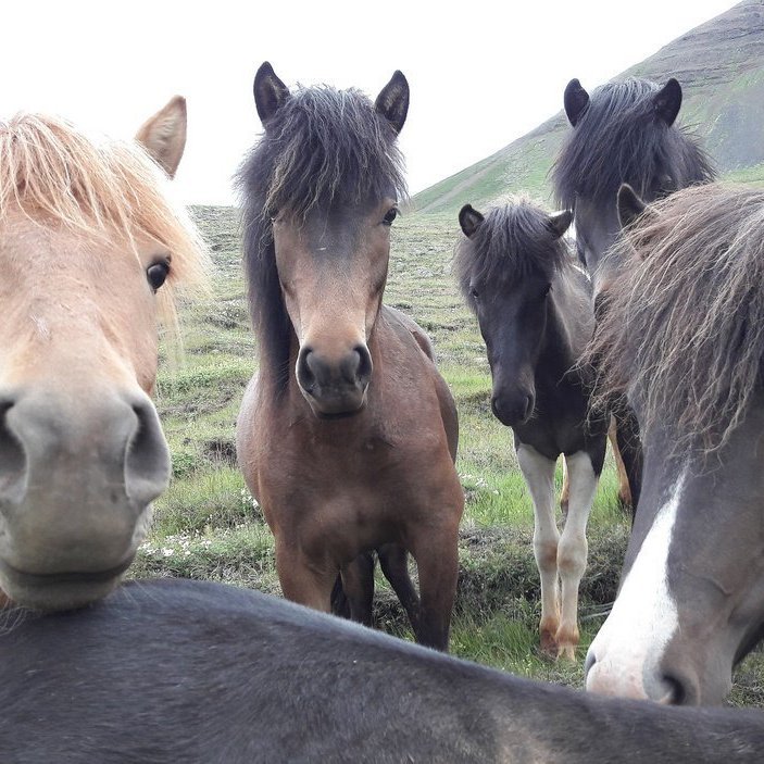 Kynbótahross á Fjórðungsmóti