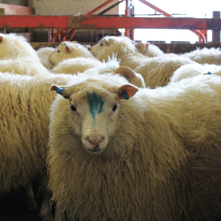 Sækja þarf um söluleyfi lamba fyrir 1. júlí