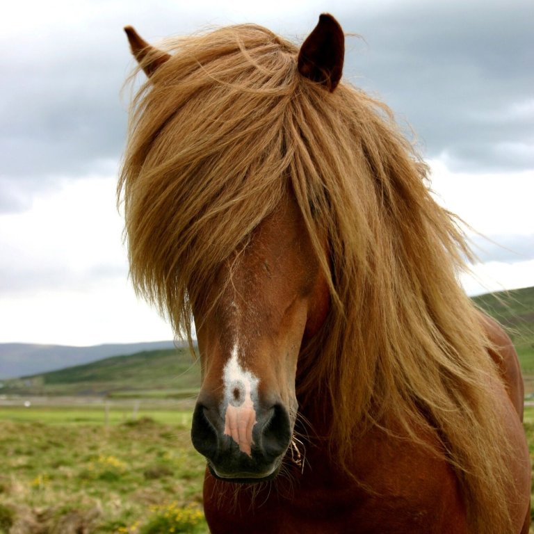 Yfirlit á miðsumarssýningu á Rangárbökkum 18. júlí