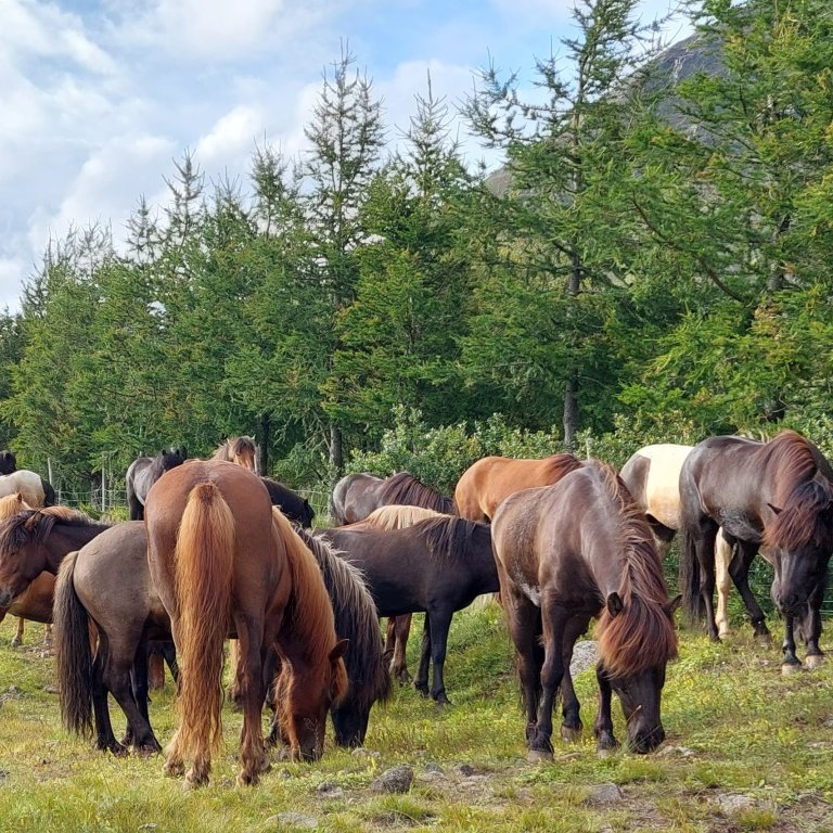 Upplýsingar varðandi síðsumarssýningar á Selfossi og Hellu