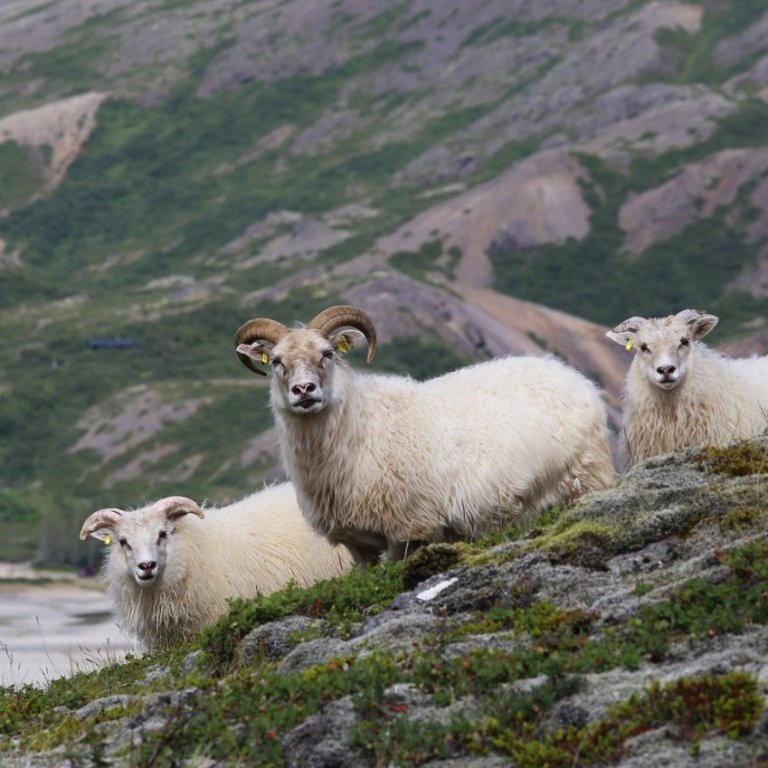 Kynningarfundir um niðurstöður rannsókna á áhrifum beitarfriðunar á kolefnisbúskap úthaga