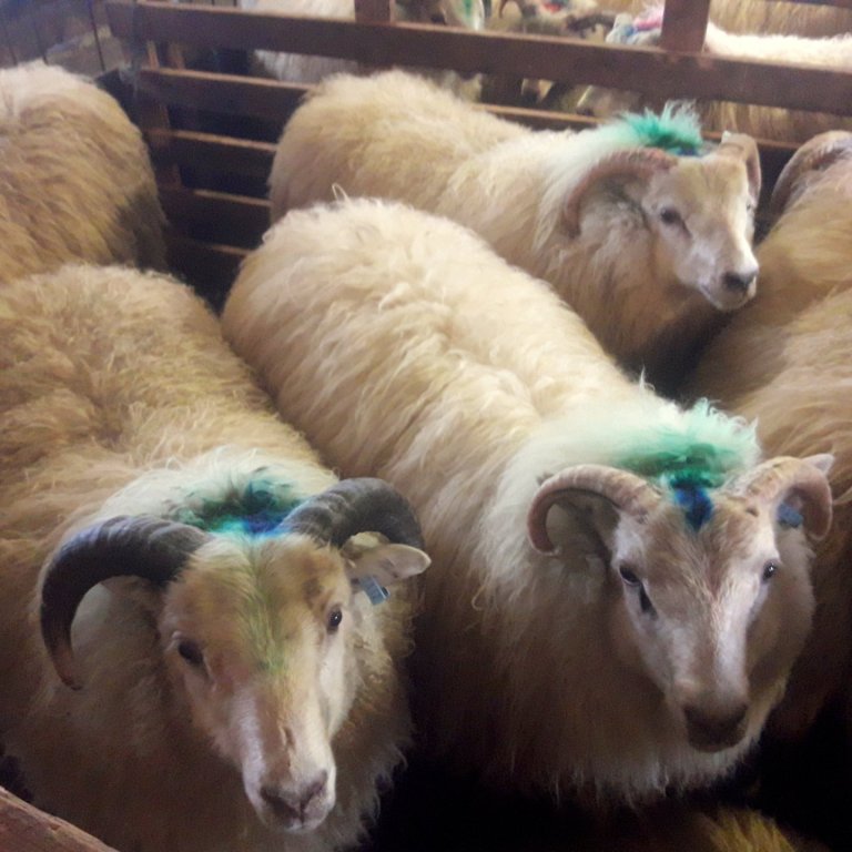 Gott framboð lambhrúta með verndandi og mögulega verndandi arfgerðir