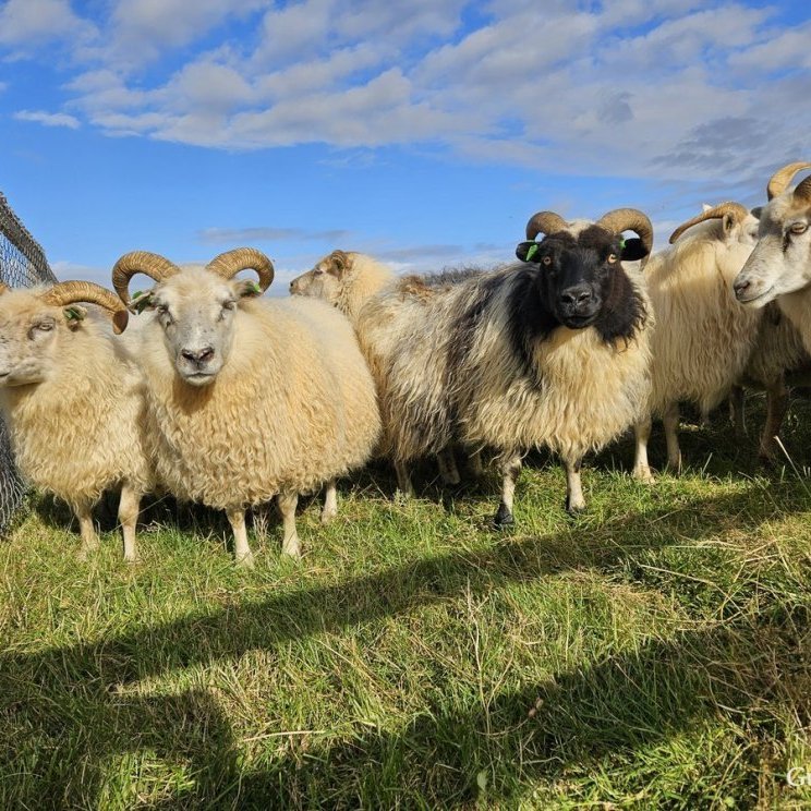 Nýja gripaleitin í Fjárvís komin í loftið