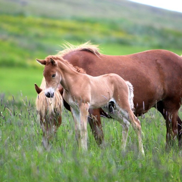 Hrossaræktin 2025 - Ráðstefna