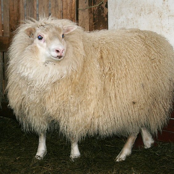 Riðuarfgerðargreiningar – síðasti skiladagur 1. des!