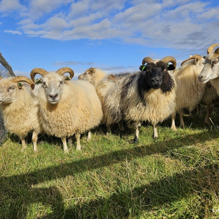 Lagfæringar á fósturtalningu og fósturyfirliti