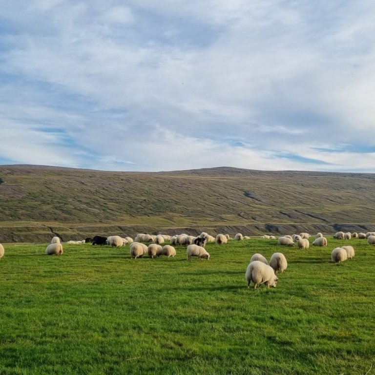 Hefur þú áhuga á að vinna við sauðfjárdóma?