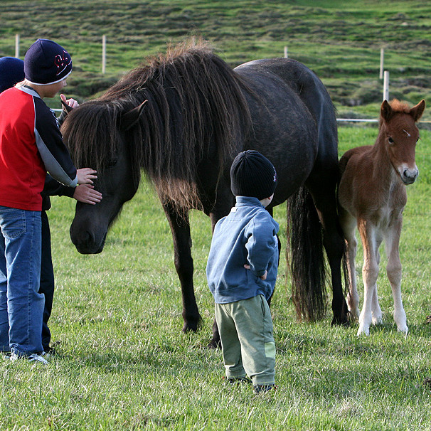 Hollaröðun kynbótahrossa Hólar seinni vika