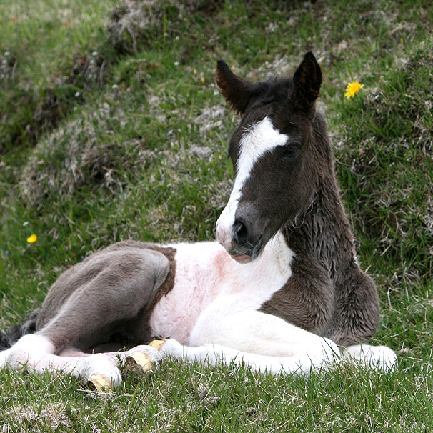 Röðun hrossa á Hólum, fyrri viku, 05.-08. júní