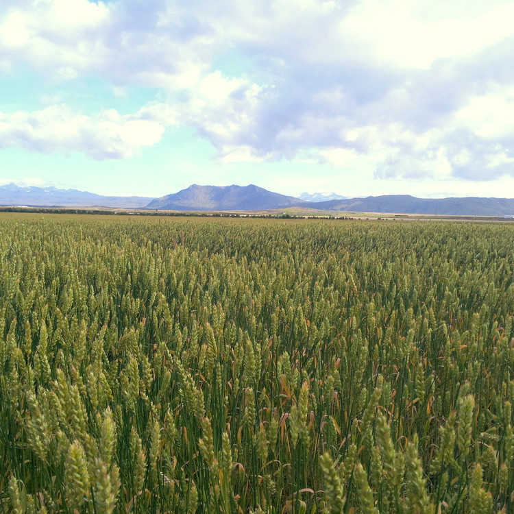Tækifæri í kornrækt - Bændafundur RML & LbhÍ