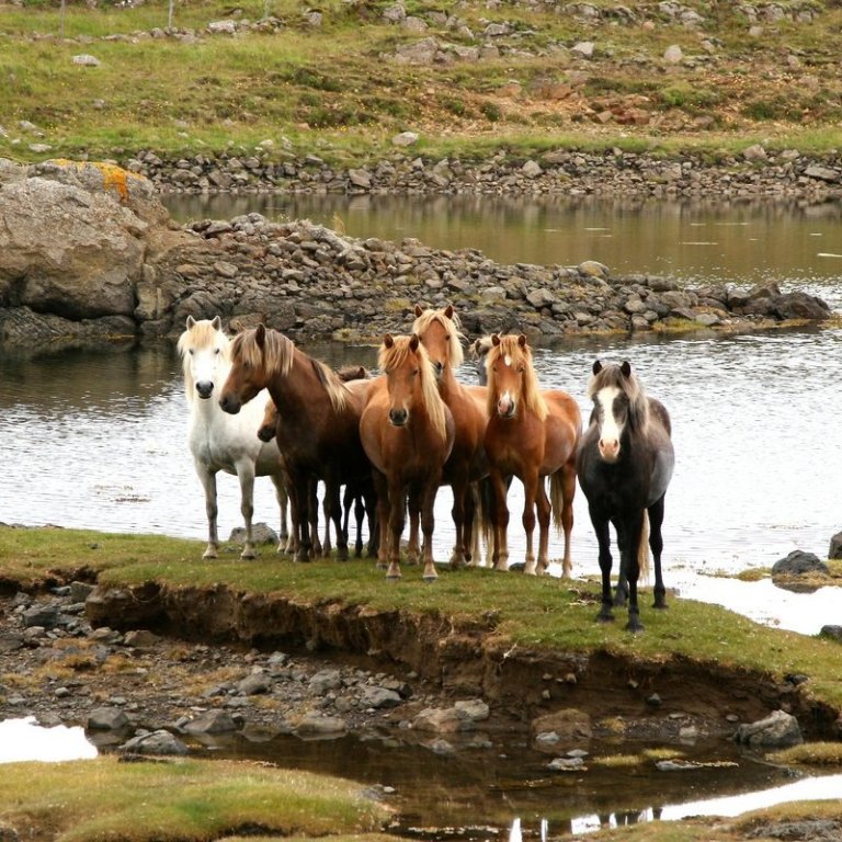 Fjórðungsmót og Heimsmeistaramót íslenska hestsins 2025