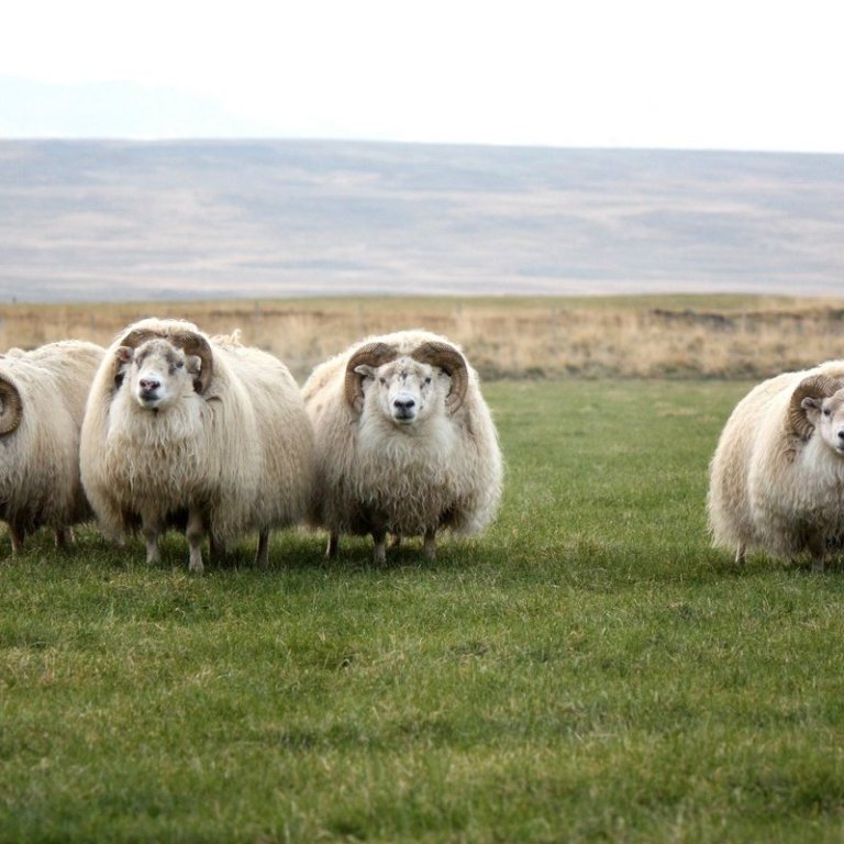 Ætlar þú að kaupa hrút í haust?