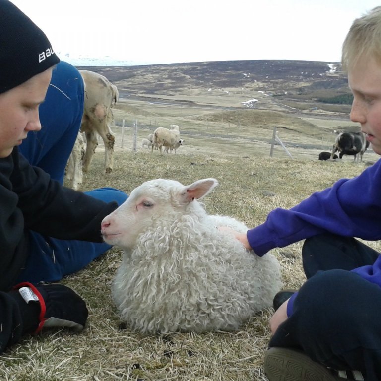 Afkvæmarannsóknir í sauðfjárrækt
