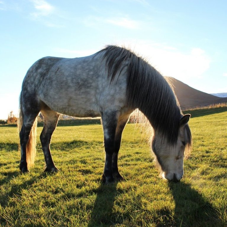 Kynbótasýningin færð frá Borgarnesi að Miðfossum