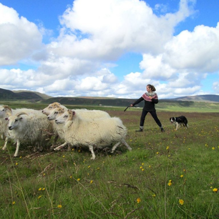 Pöntun á sýnatökubúnaði og fyrirkomulag hvatastyrkja vegna riðuarfgerðargreininga 2025