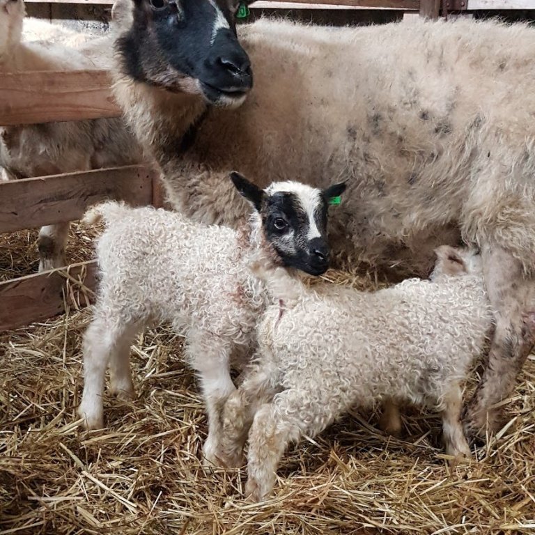 Tafir á afgreiðslu pantana á sýnatökuhylkjum