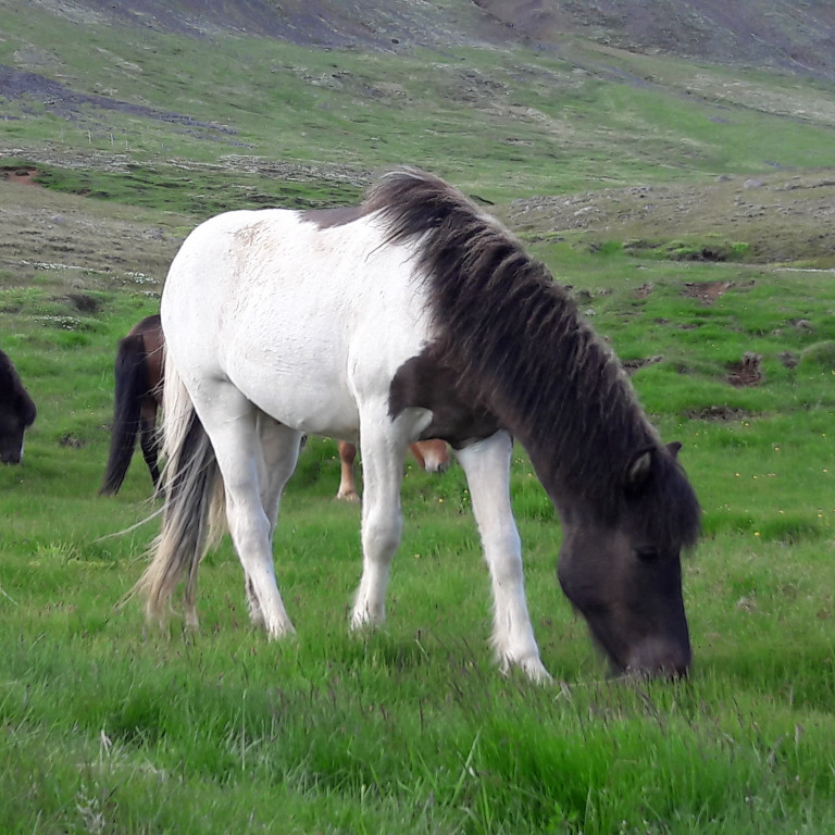 Hollaröðun Hólar - síðsumarssýning kynbótahrossa