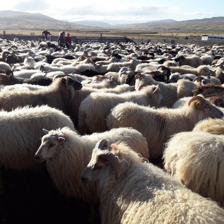 Opinn fagráðsfundur – fagfundur sauðfjárræktarinnar