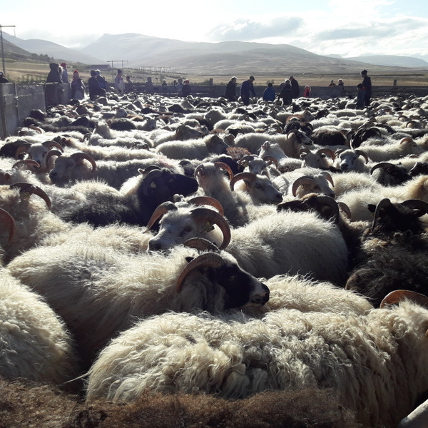 Opinn fagráðsfundur í sauðfjárrækt