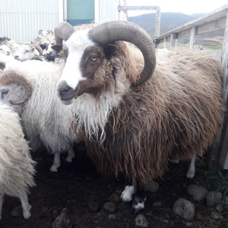 Hrútafundir hefjast miðvikudaginn 21. nóv