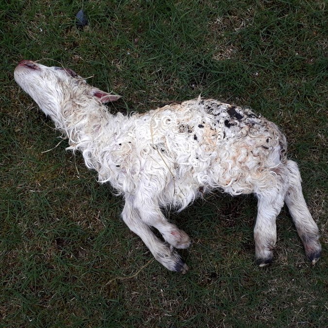 Vansköpuð lömb – erfðagallar