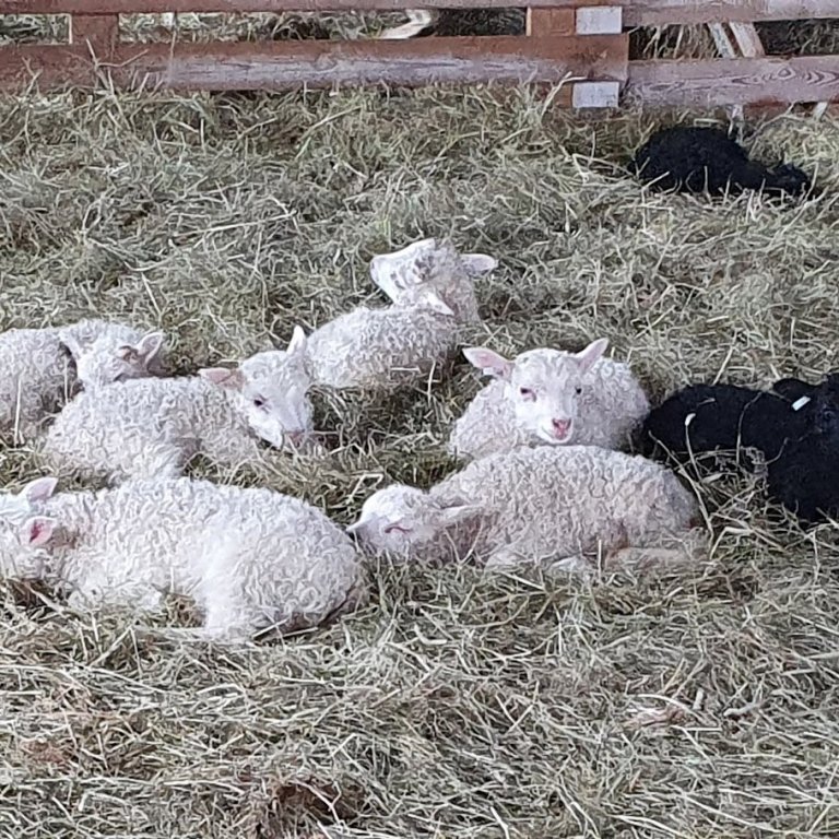 Kynbótamat fyrir frjósemi