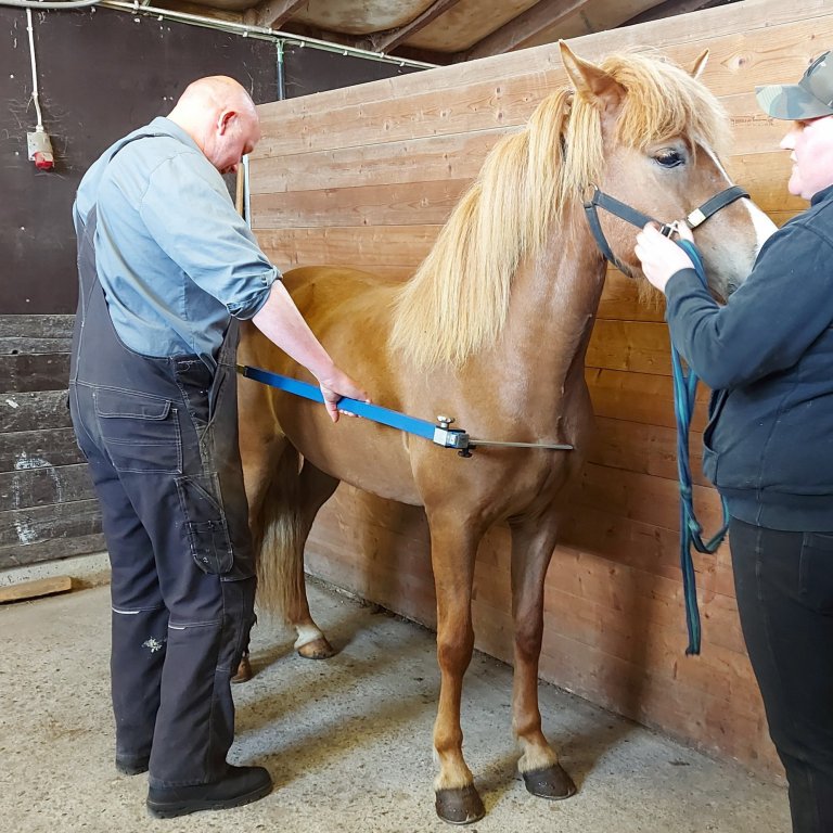 Skráningar á kynbótasýningar vorsins