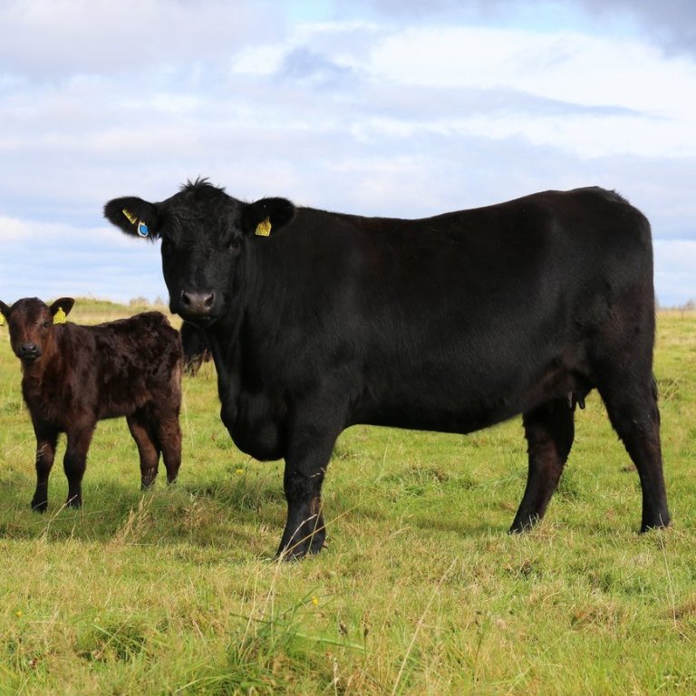 Áhrif mismunandi kornskammta á vaxtarhraða holdablendinga - ný skýrsla RML