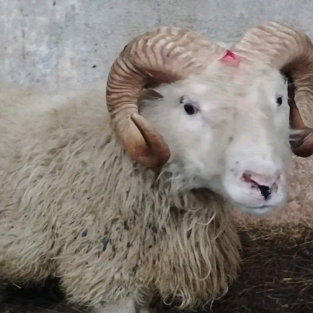 Fyrsti T137 hrúturinn fundinn á Stóru-Hámundarstöðum