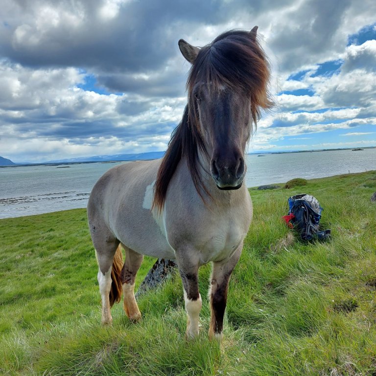Síðsumarssýning á Sörlastöðum fellur niður