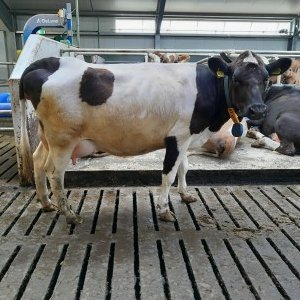 Myndin tengist efni fréttarinnar ekki á neinn hátt.