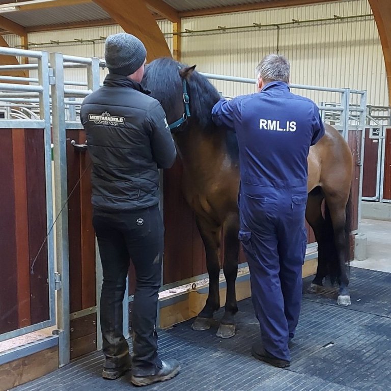 Skráningar á kynbótasýningar vorsins