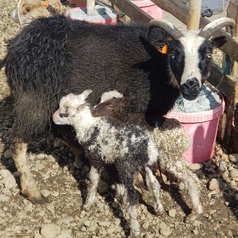 Upplýsingar um forystufé hafa verið uppfærðar í Fjárvís