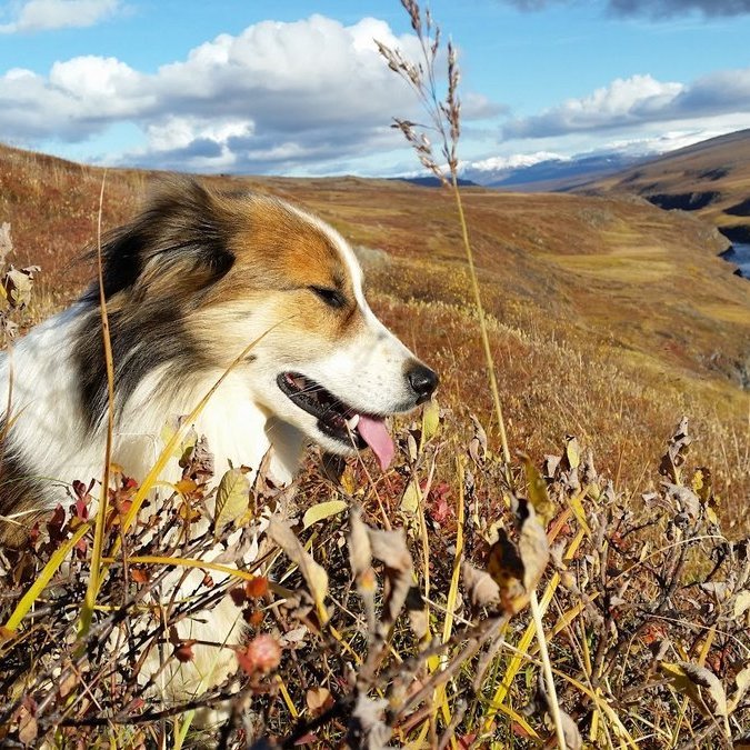 „Bliknar í mýri brokið“