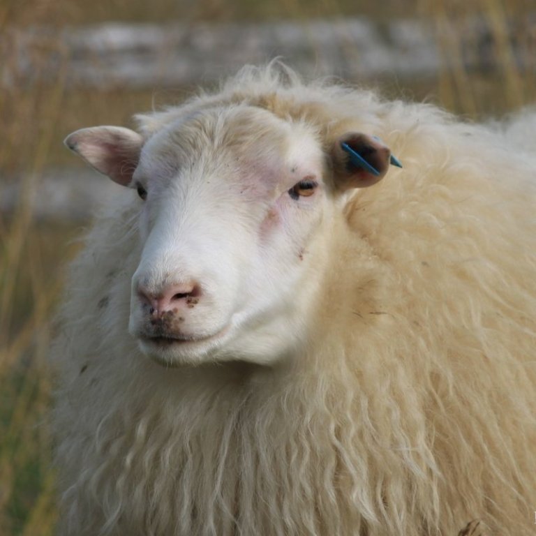 Gimsteinn - Nýr ráðgjafarpakki í sauðfjárrækt vegna innleiðingar á verndandi arfgerðum