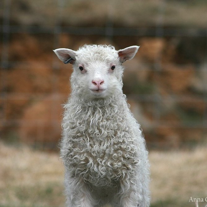 Vegna kaupa og sölu á líflömbum
