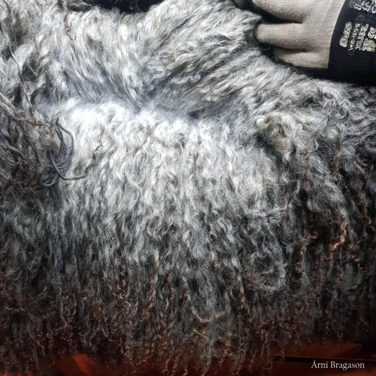 Feldfé í Fjárvís