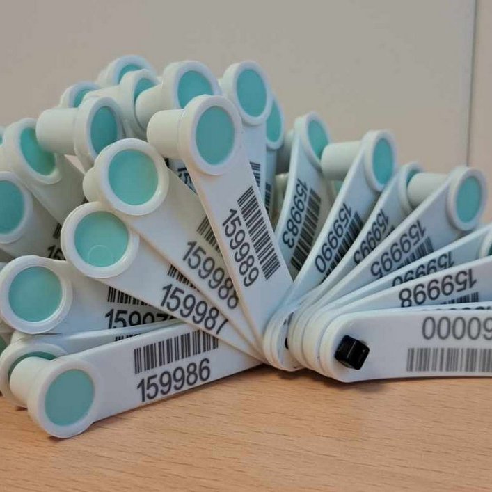 Eru allir ásettir hrútar komnir með arfgerðargreiningu?