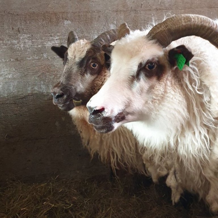 Breytingar á sæðinga- og fangskráningu